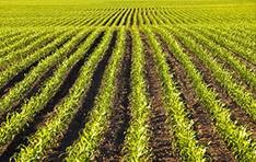 CEA-Leti Announces Smart-Farm Project